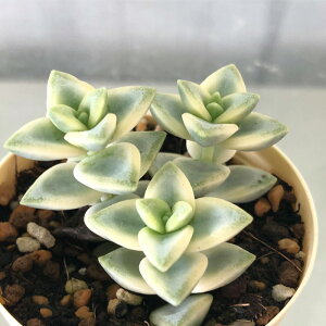 観葉植物 クラッスラ 多肉植物の人気商品 通販 価格比較 価格 Com