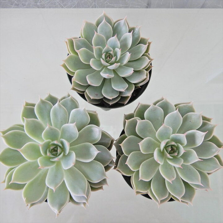 165円 流行に 多肉植物 エケベリア クリスマスイブ 7 5cmポット 観葉植物 インテリア Kas 165円 流行に 多肉植物 エケベリア クリスマスイブ 7 5cmポット 観葉植物 インテリア Kas