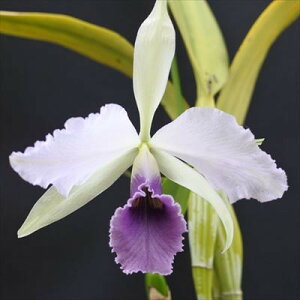 洋ラン【開花見込株】カトレア シージーロブリング ブルー インディゴ Lc.C.G.Roebling’Blue Indigo’AM/AJOS 5〜6号鉢 洋ラン 洋蘭 インテリア hni