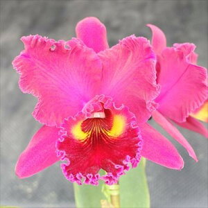 洋ラン【開花見込株】カトレア サンヤンルビー カンラン Sanyuan Ruby Kuan Lung 5号鉢 洋ラン 洋蘭 インテリア koj