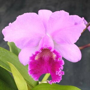 洋ラン【開花見込株】カトレア ジョージ バルディン George Baldin 5号鉢 洋ラン 洋蘭 インテリア koj