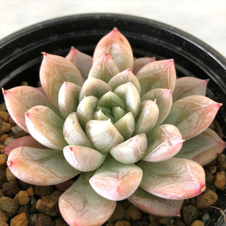 楽天市場】多肉植物 エケベリア ミルクティー 9cmポット 観葉植物  