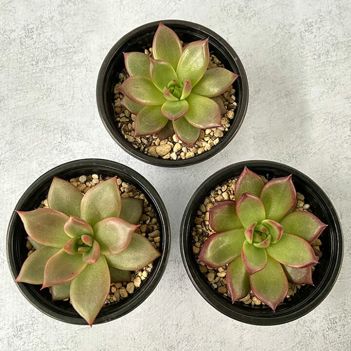 注目ショップ ブランドのギフト マリア 7 5cmポット エケベリア Echeveria 039 Maria 039 福岡県産 多肉植物 多肉 観葉 植物 インテリアグリーン 寄せ植えに