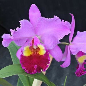 洋ラン【開花見込株】カトレア チャーミダス オクトーバー Charmidas October 5号鉢 洋ラン 洋蘭 インテリア koj