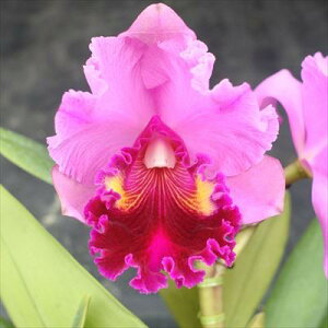 洋ラン【開花見込株】カトレア エベレット ダークセン Everett Dirksen 5号鉢 洋ラン 洋蘭 インテリア koj