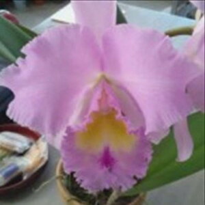 myJԌzJgA p wUg Rl[V Blc.Pamera fCoronationf 5`6 m m CeA hni