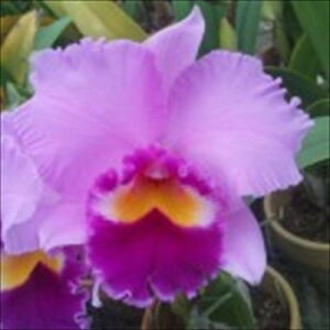 洋ラン【開花見込株】カトレア アイリン フィニー スプリング バウンティー Lc.Irene Finney ’Spring Bounty’ 5〜6号鉢 洋ラン 洋蘭 インテリア hni