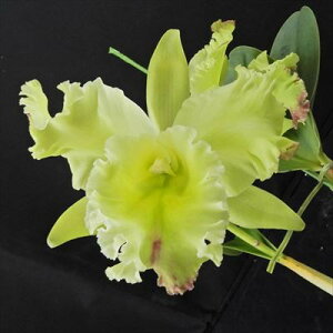 myJԌzJgA uLO_ i LoveKingdom Rina 5`6 m m CeA hni