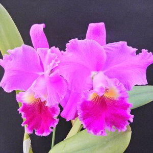 洋ラン【開花見込株】カトレア マリブジェム エレン Blc. Malibu Gem ’Ellen’ 5〜6号鉢 洋ラン 洋蘭 インテリア hni