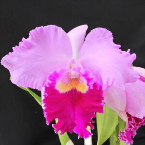 洋ラン【開花見込株】カトレア パメラフィニー オールビクトリー Blc. Pamela Finney’All Victory’BM/JCAA 5〜6号鉢 洋ラン 洋蘭 インテリア hni