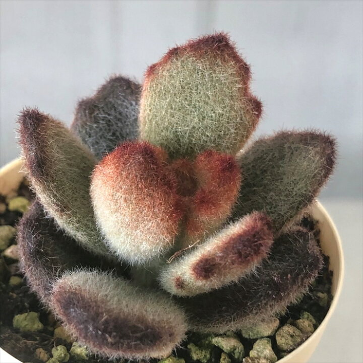 楽天市場】多肉植物 カランコエ テディベア 6cmポット 観葉植物 