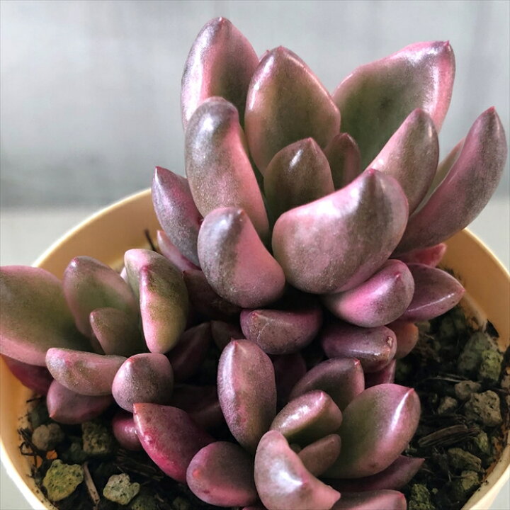 楽天市場】多肉植物 グラプトベリア チョコレート錦 6cmポット 観葉 