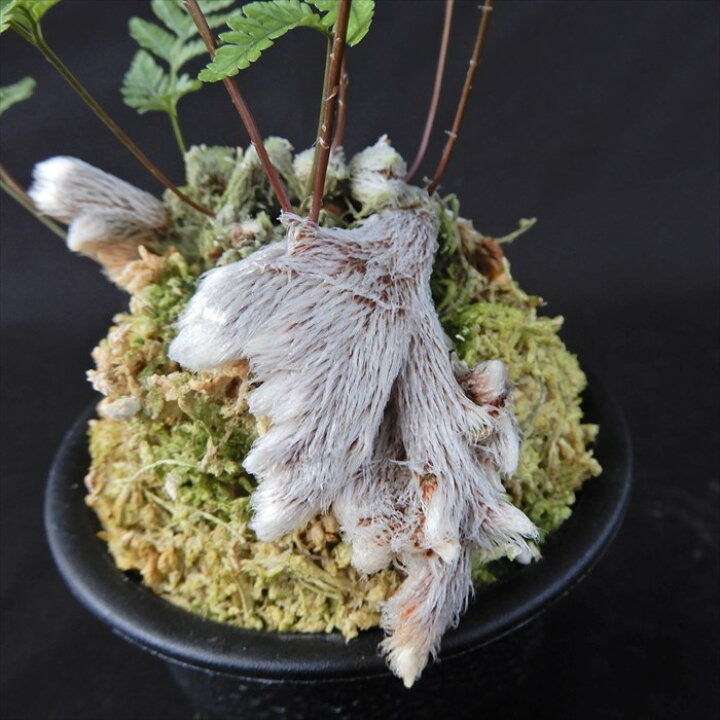 楽天市場】綴化トキワシノブ 3.5号鉢 石化 古典植物 シダ植物 山野草
