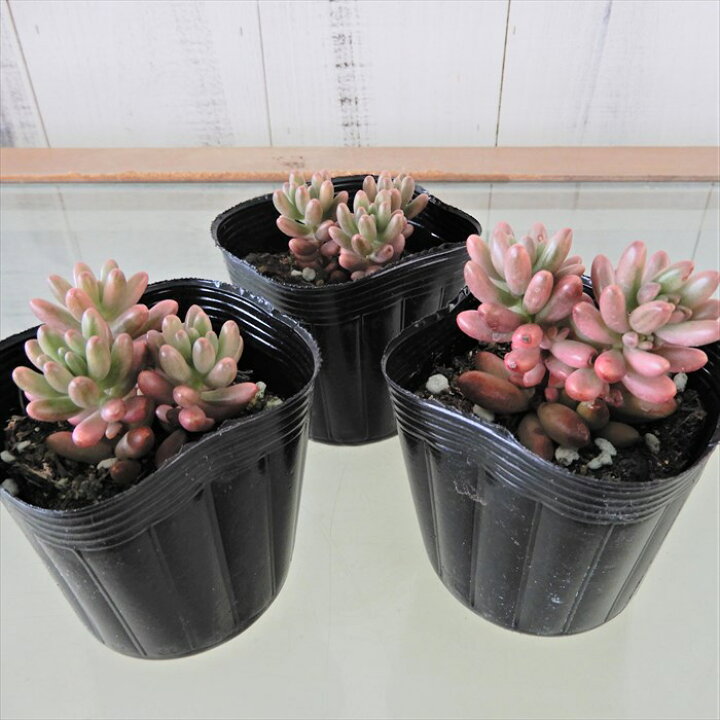 楽天市場 多肉植物 セダム オーロラ 7 5cmポット 観葉植物 インテリア Fbt レイテストプランツ