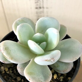 楽天市場 多肉 ラウィの通販