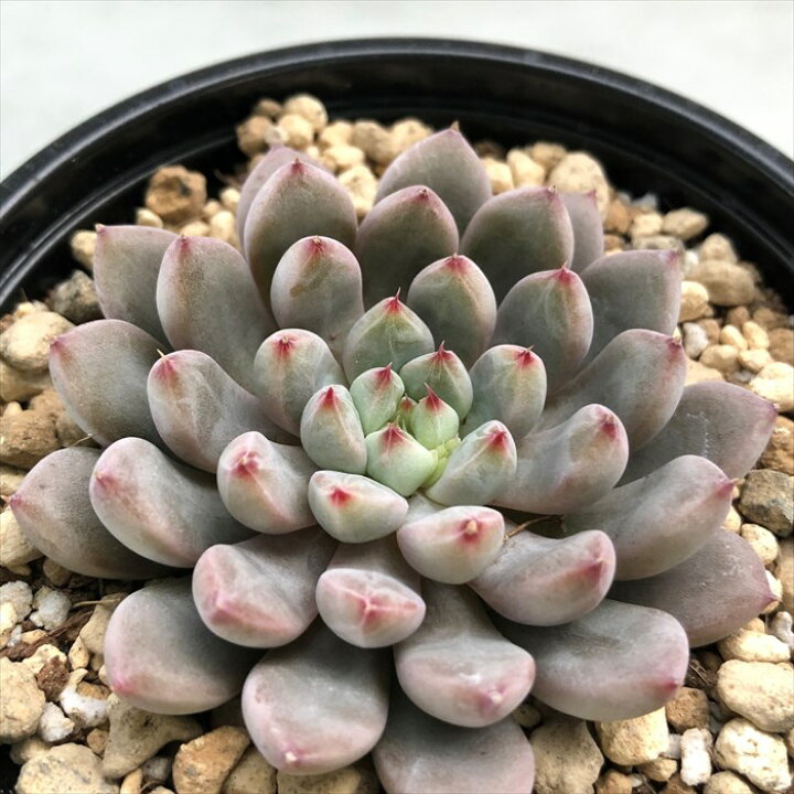 楽天市場】多肉植物 エケベリア アンソニークィーン 9cmポット 観葉 
