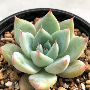 観葉植物 エケベリア 多肉植物の人気商品 通販 価格比較 価格 Com