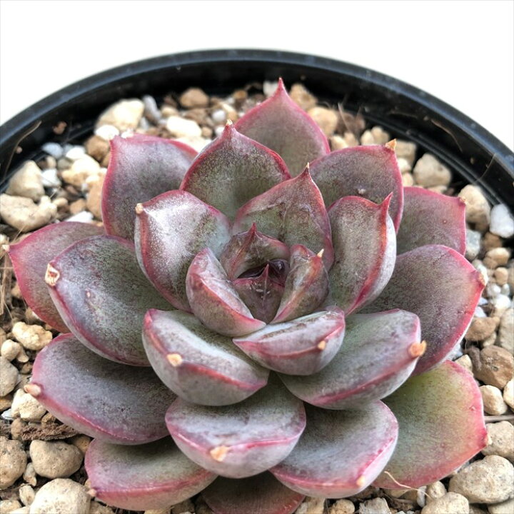 楽天市場】多肉植物 エケベリア ミリネ 9cmポット 観葉植物 インテリア 
