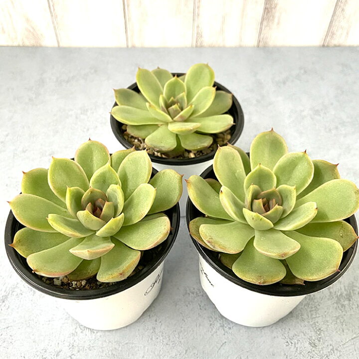 楽天市場】多肉植物 エケベリア ミリネ 9cmポット 観葉植物 インテリア 