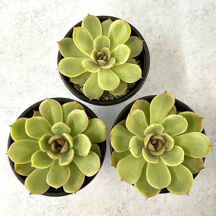 楽天市場】多肉植物 エケベリア ミリネ 9cmポット 観葉植物 インテリア 