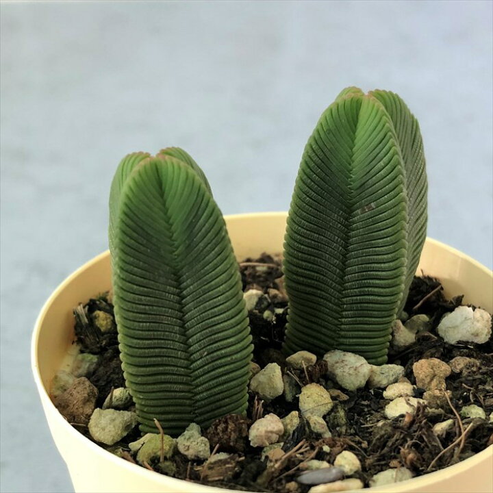 楽天市場】多肉植物 クラッスラ ダルマ緑塔 6cmポット だるま緑塔 観葉 