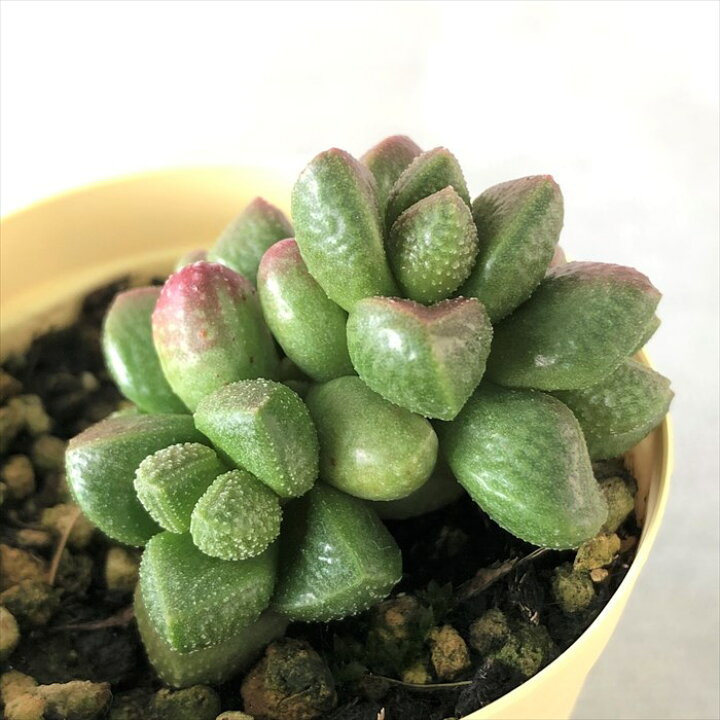 楽天市場】多肉植物 クラッスラ ホッテントッタ 6cmポット 観葉植物 