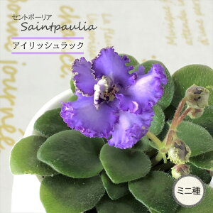 �y�\��̔��z �Z���g�|�[���A �A�C���b�V�����b�N 3���� �~�j�� ���� �C���e���A�O���[�� ogr 6�����{�ȍ~����