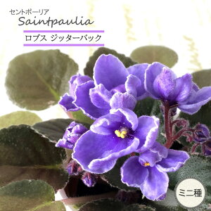 �y�\��̔��z �Z���g�|�[���A ���u�X �W�b�^�[�o�b�N 3���� �~�j�� ���� �C���e���A�O���[�� ogr 6�����{�ȍ~����