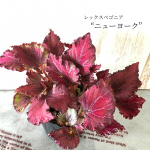 ベゴニア 鉢 生花の人気商品 通販 価格比較 価格 Com