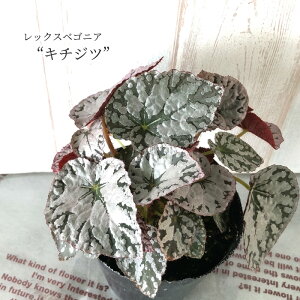 y܂Ȃ\؁zy\̔z bNXxSjA L`Wc g 10.5cm|bg xSjA  CeAO[ ChAO[ kmr 11{ȍ~