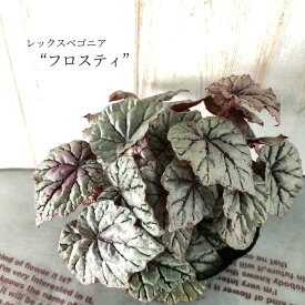 楽天市場 レックスベゴニアの通販