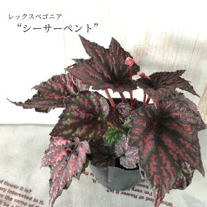 鉢 ベゴニア 生花の人気商品 通販 価格比較 価格 Com