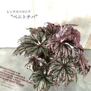 y܂Ȃ\؁zy\̔z bNXxSjA xjg`o gȗt 10.5cm|bg xSjA  CeAO[ ChAO[ kmr 11{ȍ~