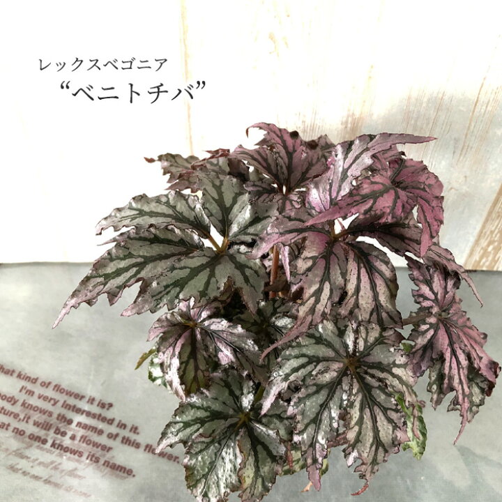 楽天市場 予約販売 レックスベゴニア ベニトチバ 紅栃葉 10 5cmポット ベゴニア 鉢花 インテリアグリーン インドアグリーン Kmr 11月中旬以降発送 レイテストプランツ