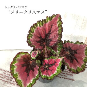 y܂Ȃ\؁zy\̔z bNXxSjA [NX}X 10.5cm|bg xSjA  CeAO[ ChAO[ kmr 11{ȍ~