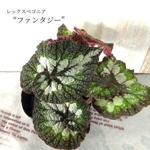 y\̔z bNXxSjA t@^W[ 10.5cm|bg xSjA  CeAO[ ChAO[ kmr 3{ȍ~