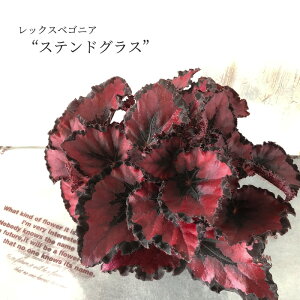 y܂Ȃ\؁zy\̔z bNXxSjA XehOX 10.5cm|bg xSjA  CeAO[ ChAO[ kmr 11{ȍ~