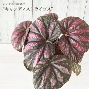 y܂Ȃ\؁zy\̔z bNXxSjA LfBXgCvX 10.5cm|bg xSjA  CeAO[ ChAO[ kmr 11{ȍ~