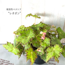 楽天市場 根茎性ベゴニアの通販
