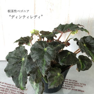 花 ベゴニア 生花の人気商品 通販 価格比較 価格 Com