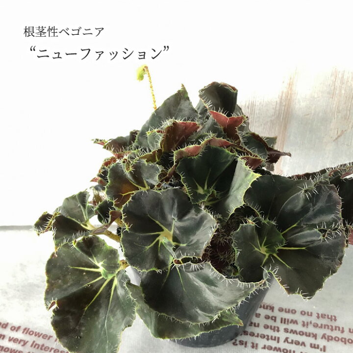 楽天市場 予約販売 根茎性ベゴニア ニューファッション 10 5cmポット ベゴニア 鉢花 インテリアグリーン インドアグリーン Kmr 6月下旬以降発送 レイテストプランツ