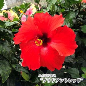 ハイビスカス 生花の人気商品 通販 価格比較 価格 Com