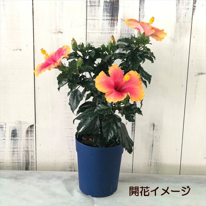 楽天市場 予約販売 ハイビスカス パイン 5号 鉢植え Ogc 6月下旬以降発送 レイテストプランツ