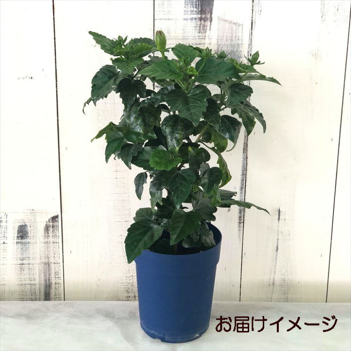 楽天市場 予約販売 ハイビスカス パイン 5号 鉢植え Ogc 6月下旬以降発送 レイテストプランツ
