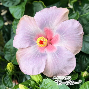 ハイビスカス 鉢 生花の人気商品 通販 価格比較 価格 Com