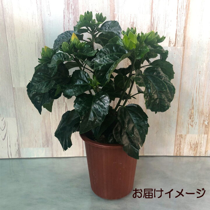 激安セール】 予約販売 ハイビスカス デニムブルー 5号 鉢植え fru 6月上旬以降発送 激安セール】 予約販売 ハイビスカス デニムブルー 5号 鉢植え fru 6月上旬以降発送