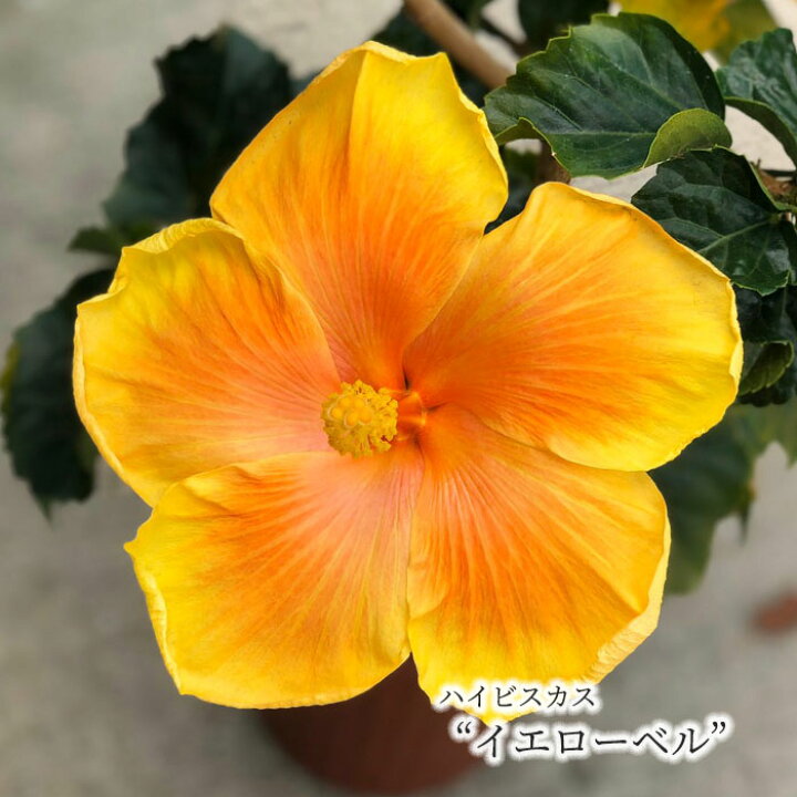 楽天市場 予約販売 ハイビスカス イエローベル 5号 鉢植え Tyo 6月下旬以降発送 レイテストプランツ