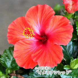楽天市場 ハイビスカス 鉢植えの通販 楽天市場 ハイビスカス 鉢植えの通販
