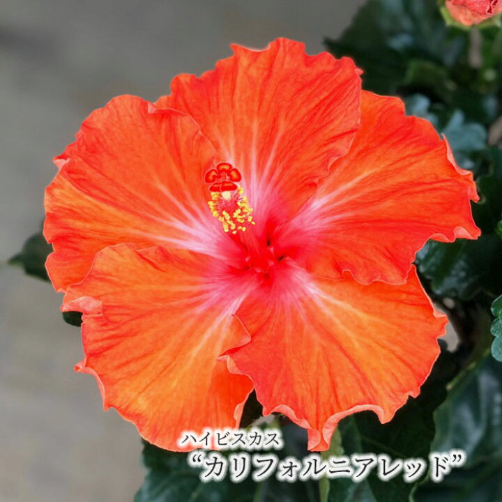楽天市場 予約販売 ハイビスカス カリフォルニアレッド 5号 鉢植え Tyo 5月中旬以降発送 レイテストプランツ