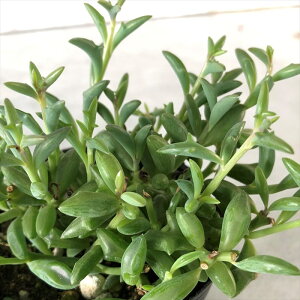 観葉植物 ドルフィンネックレス 多肉植物の人気商品 通販 価格比較 価格 Com